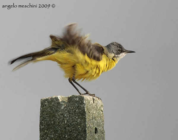 Cutrettola capocenerino ritrattino